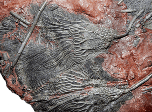 GIANT Museum Grade Crinoid Fossil #11 {79" x 59"  {77 Crinoids amazing preserved pinnules} (SOLD)