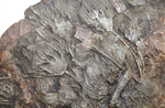 Load image into Gallery viewer, Museum Size and Grade Crinoid Fossil plate #8 with 63 Crinoids (56&quot; x 48&quot;) (SOLD!)
