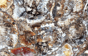 Mosaic Petrified Wood Slab #2  [72" x 42" x 1"] {Contact for Price}