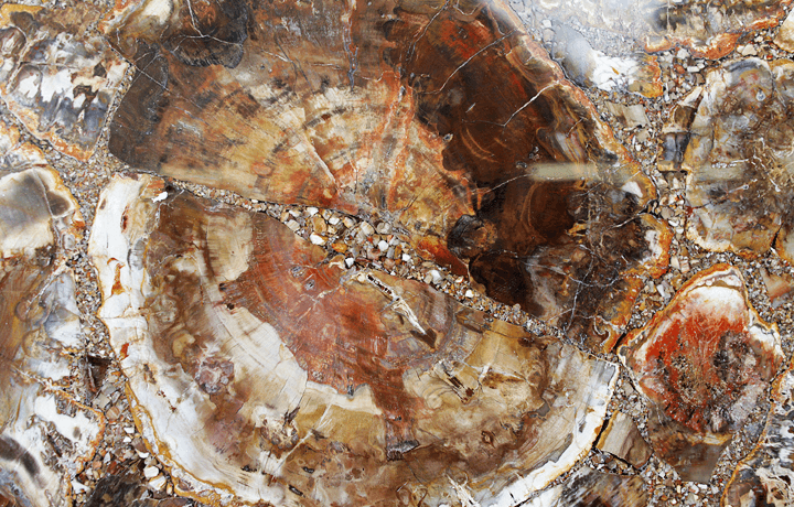 Mosaic Petrified Wood Slab #5 [60" x 30" x 1"] {Contact for Price}