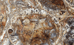 Load image into Gallery viewer, Mosaic Petrified Wood Slab #5 [60&quot; x 30&quot; x 1&quot;] {Contact for Price}
