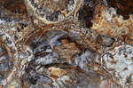 Load image into Gallery viewer, Mosaic Petrified Wood Slab #5 [60&quot; x 30&quot; x 1&quot;] {Contact for Price}
