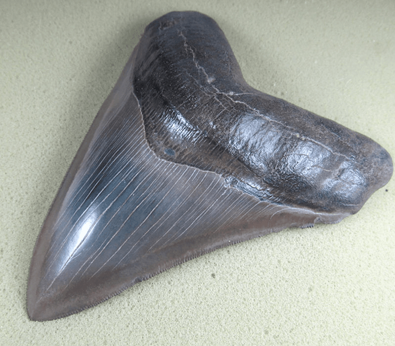 Museum Grade Megalodon Shark Tooth 030 (L1 - 5.49" x L2 - 5.26" ) FREE SHIPPING