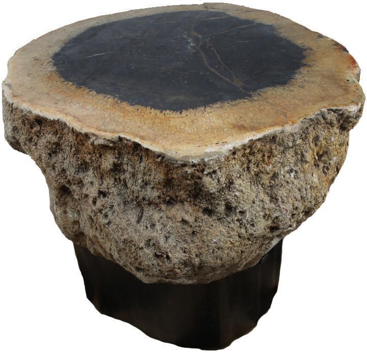 RARE Petrified Coconut Palm Coffee Table #905-EH Steel Base