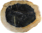 Load image into Gallery viewer, RARE Petrified Coconut Palm Coffee Table #905-EH Steel Base
