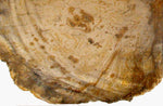 Load image into Gallery viewer, Beautiful Large Petrified Teak Slab #2 Great Polish
