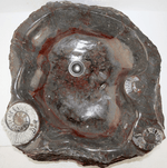 Load image into Gallery viewer, Grande Fossil Marble Sink #156-EH 

