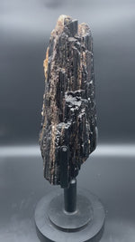 Load and play video in Gallery viewer, 77/lb Large Black Tourmaline Crystal Specimen #018 With white quartz, calcite and mica
