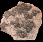 Load image into Gallery viewer, GIANT Museum Grade Crinoid Fossil #10 
