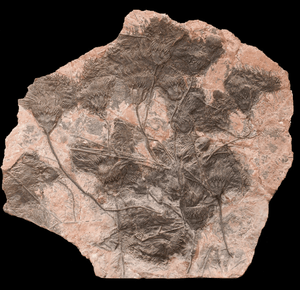 GIANT Museum Grade Crinoid Fossil #10 