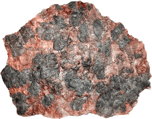 GIANT Museum Grade Crinoid Fossil #11 