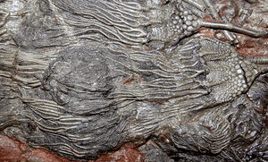 GIANT Museum Grade Crinoid Fossil #11 {79" x 59"  {77 Crinoids amazing preserved pinnules} (SOLD)