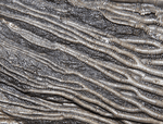 Load image into Gallery viewer, GIANT Museum Grade Crinoid Fossil #11 {79&quot; x 59&quot;  {77 Crinoids amazing preserved pinnules} (SOLD)
