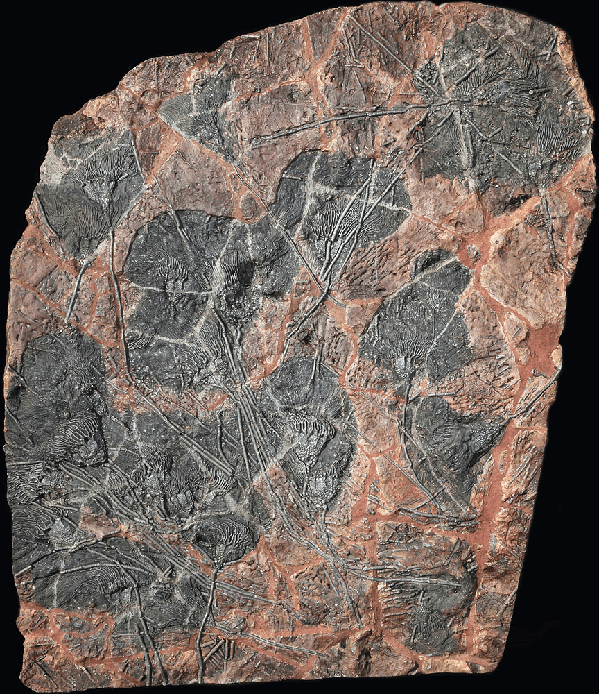 Large Crinoids Fossil Plate #7