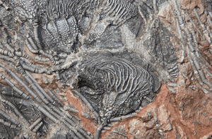 Large Crinoids Fossil plate #7 (47" x 38") (SOLD!)