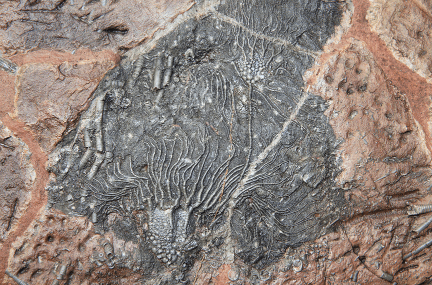 Large Crinoids Fossil plate #7 (47" x 38") (SOLD!)