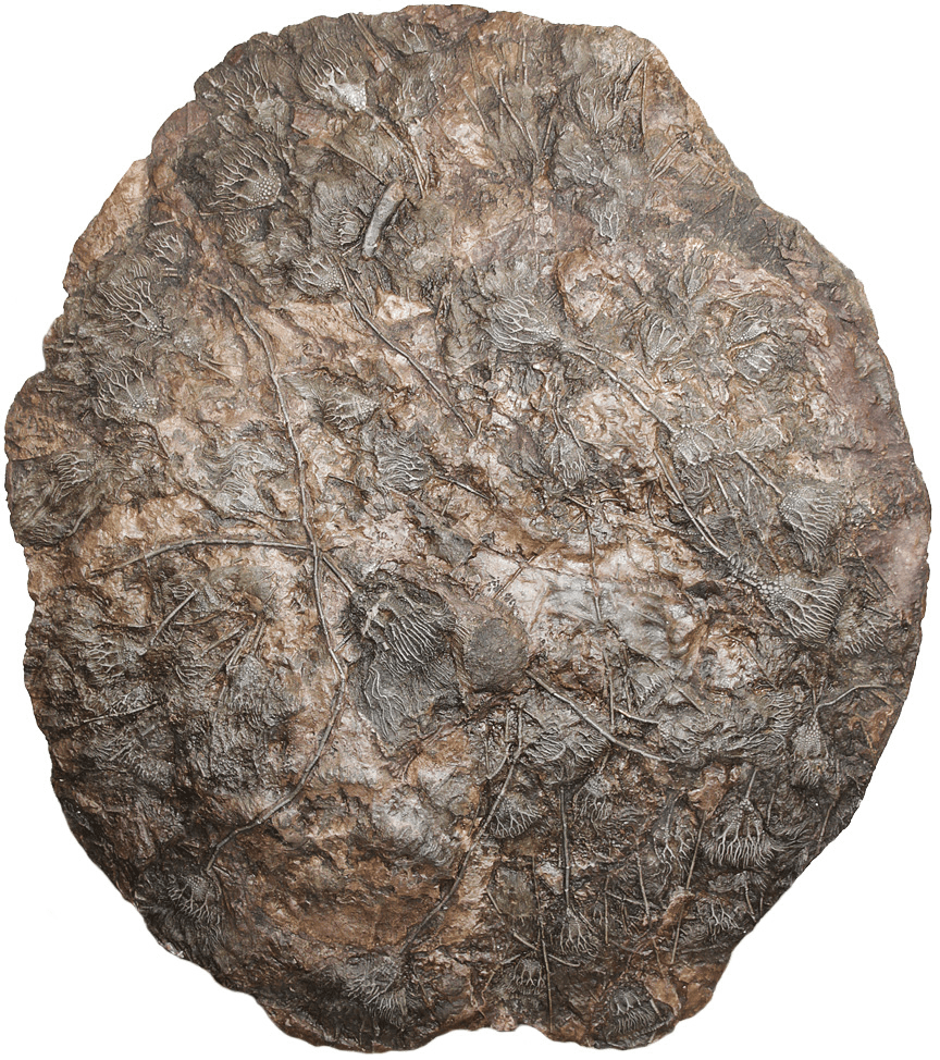 Museum Size and Grade Crinoid Fossil plate #8 with 63 Crinoids