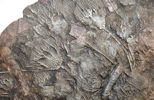 Museum Size and Grade Crinoid Fossil plate #8 with 63 Crinoids (56" x 48") (SOLD!)