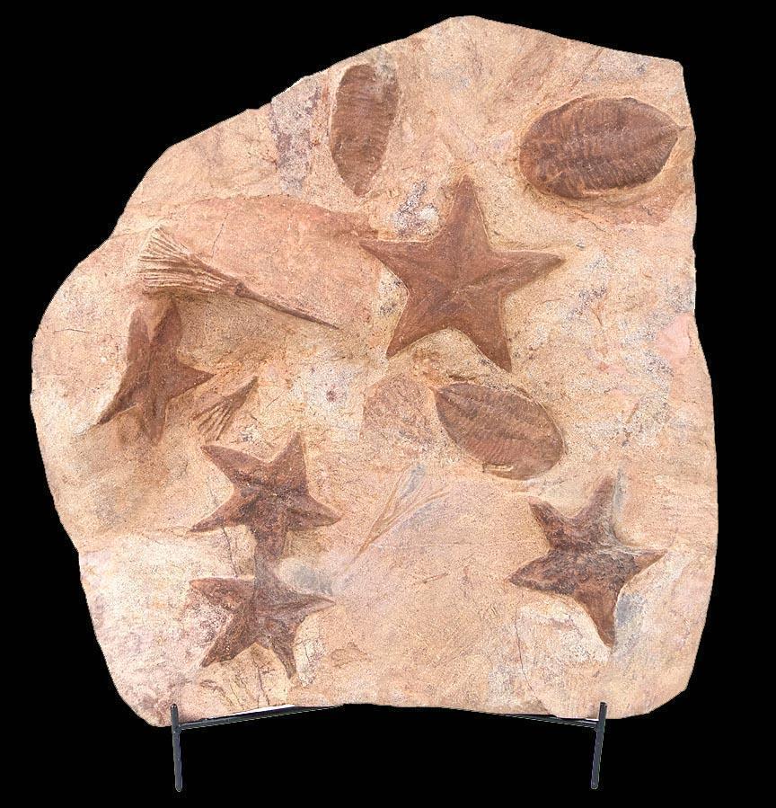RARE Starfish, Trilobite & Crinoids Fossils Mortality Plate