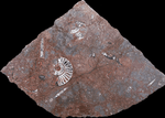 Load image into Gallery viewer, Bordeux Macro Fossil Table Top
