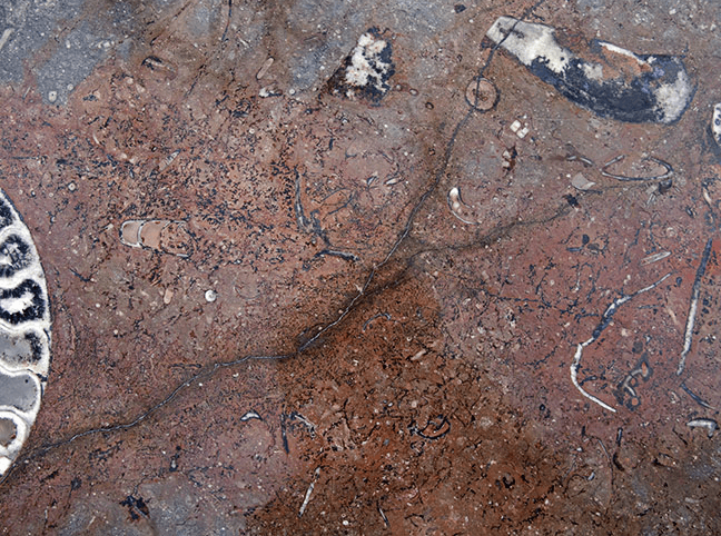 Bordeux Macro Fossil Table Top