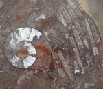 Load image into Gallery viewer, Grande Fossil Agate Table Top #24 
