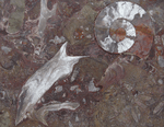 Load image into Gallery viewer, Grande Fossil Agate Table Top #24 

