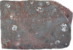 Load image into Gallery viewer, Polished Ammonite &amp; Orthoceras Red Macro Fossil Table Top #1H
