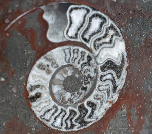 Polished Ammonite & Orthoceras Red Macro Fossil Table Top #1H