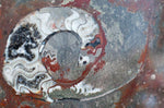 Load image into Gallery viewer, Polished Ammonite &amp; Orthoceras Red Macro Fossil Table Top #1H
