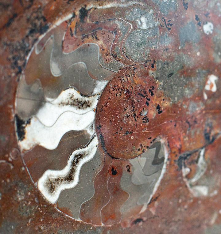 Polished Ammonite & Orthoceras Red Macro Fossil Table Top #1H