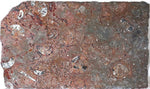 Load image into Gallery viewer, Polished Ammonite &amp; Orthoceras Red Macro Fossil Table Top #1K

