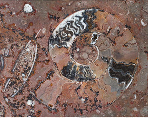 Polished Ammonite & Orthoceras Red Macro Fossil Table Top #1K