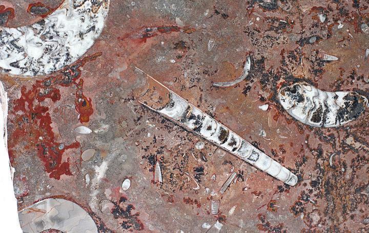 Polished Ammonite & Orthoceras Red Macro Fossil Table Top #1K