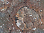 Load image into Gallery viewer, Polished Ammonite &amp; Orthoceras Red Macro Fossil Table Top #1K
