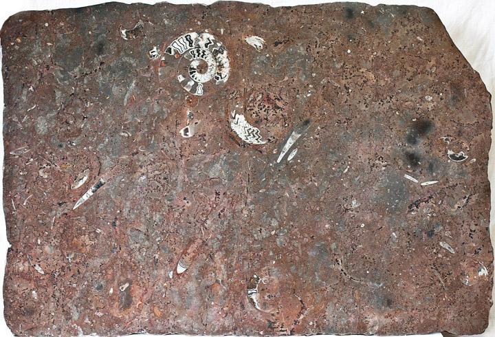 Polished Ammonite & Orthoceras Red Macro Fossil Table Top #1L