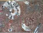Load image into Gallery viewer, Polished Ammonite &amp; Orthoceras Red Macro Fossil Table Top #1L
