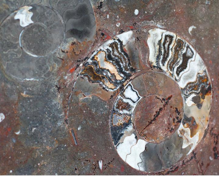 Polished Ammonite & Orthoceras Red Macro Fossil Table Top #1M