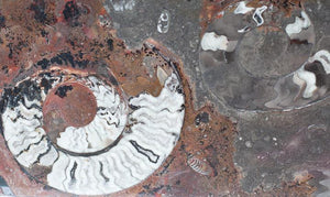 Polished Ammonite & Orthoceras Red Macro Fossil Table Top #1M