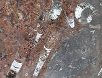 Load image into Gallery viewer, Polished Ammonite &amp; Orthoceras Red Macro Fossil Table Top #1M
