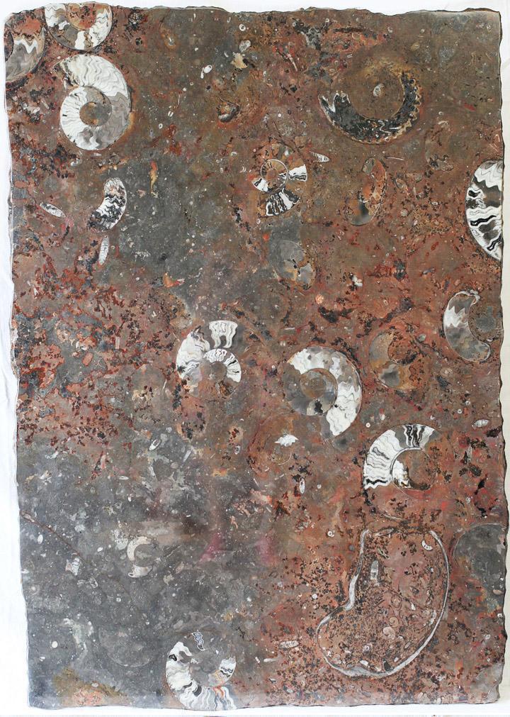 Polished Ammonite & Orthoceras Red Macro Fossil Table Top #1N