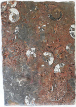 Load image into Gallery viewer, Polished Ammonite &amp; Orthoceras Red Macro Fossil Table Top #1N
