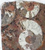 Load image into Gallery viewer, Polished Ammonite &amp; Orthoceras Red Macro Fossil Table Top #1N
