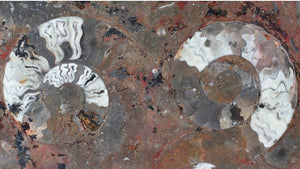 Polished Ammonite & Orthoceras Red Macro Fossil Table Top #1N