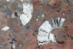 Load image into Gallery viewer, Polished Ammonite &amp; Orthoceras Red Macro Fossil Table Top #1N
