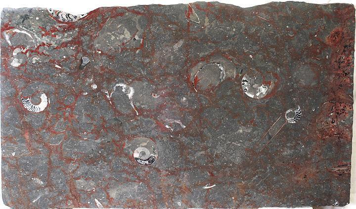 Polished Ammonite & Orthoceras Red Macro Fossil Table Top #1P
