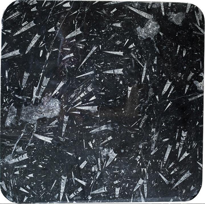Polished Black Fossil Table Top #1J