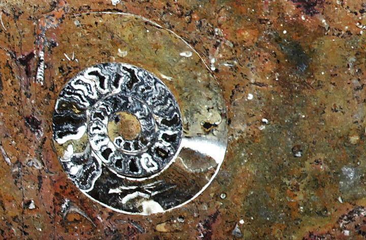 Polished Ammonite & Orthoceras Red Macro Fossil Table Top #1A