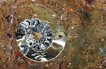 Load image into Gallery viewer, Polished Ammonite &amp; Orthoceras Red Macro Fossil Table Top #1A
