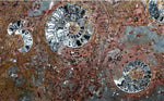 Load image into Gallery viewer, Polished Ammonite &amp; Orthoceras Red Macro Fossil Table Top #1A
